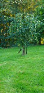 Herbstmarkt 2024 Foto: Goedecke