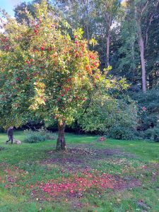 Herbsmarkt am Pastorat 2024 Foto: R. Diehl